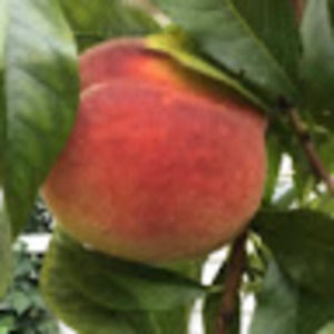 Meet your Posher, The busy bees